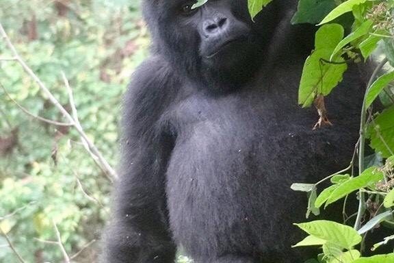 oranguthan