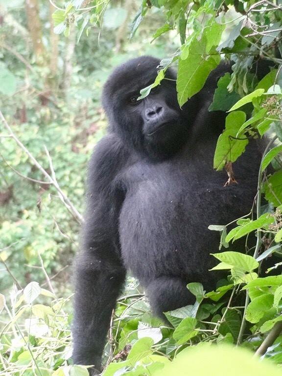 oranguthan