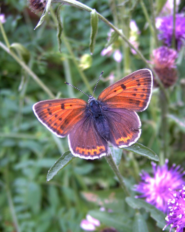 Schmetterling