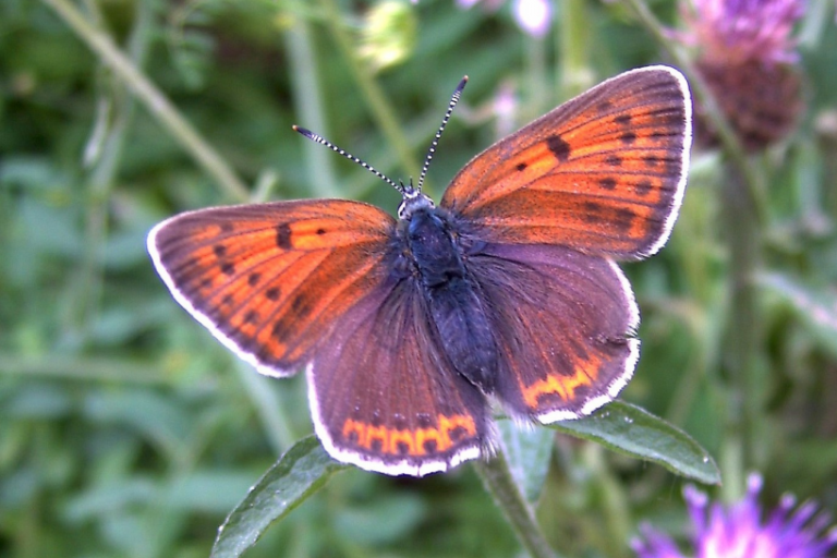 Schmetterling