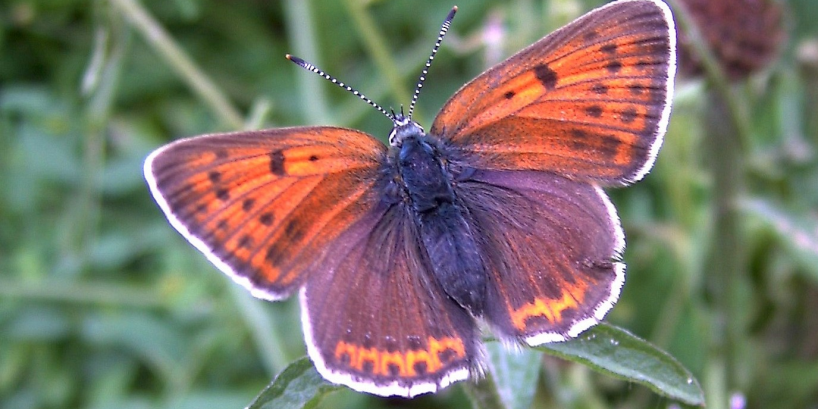 Schmetterling