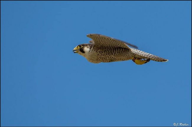 turmfalke
