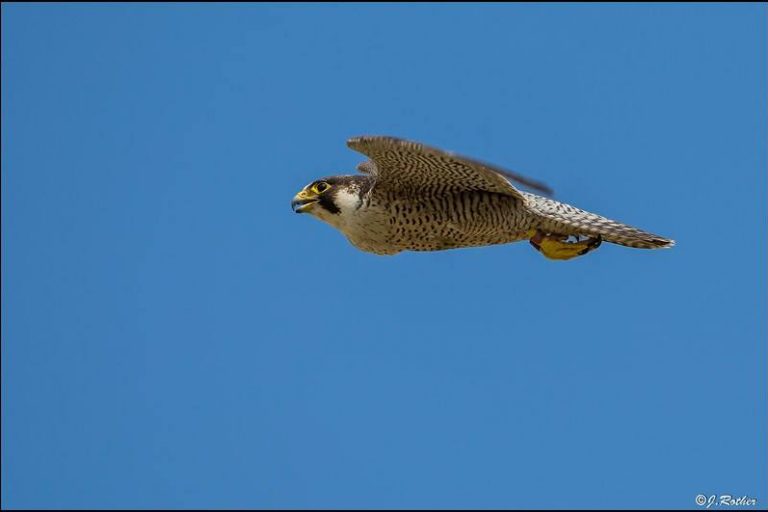 turmfalke