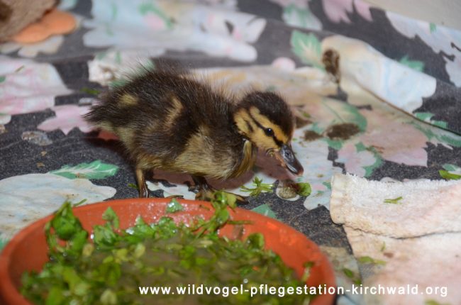 wildvogel