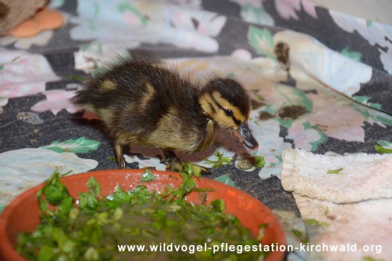 wildvogel