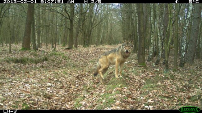 wolfkamera