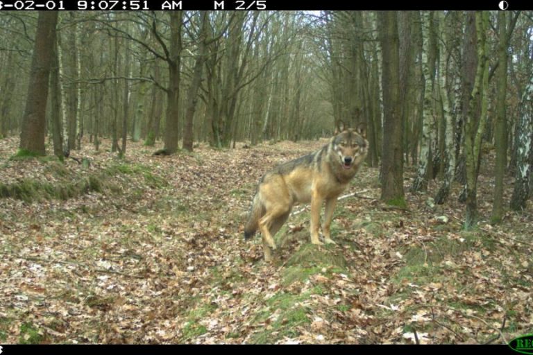 wolfkamera