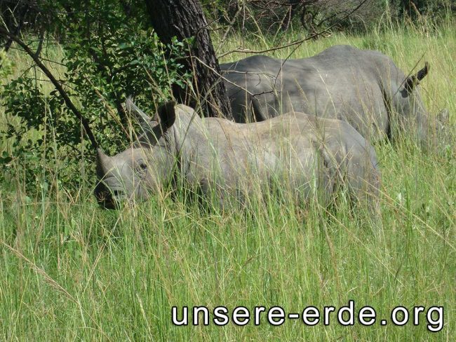 ziwa-nashorn