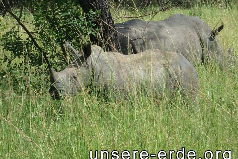 ziwa-nashorn