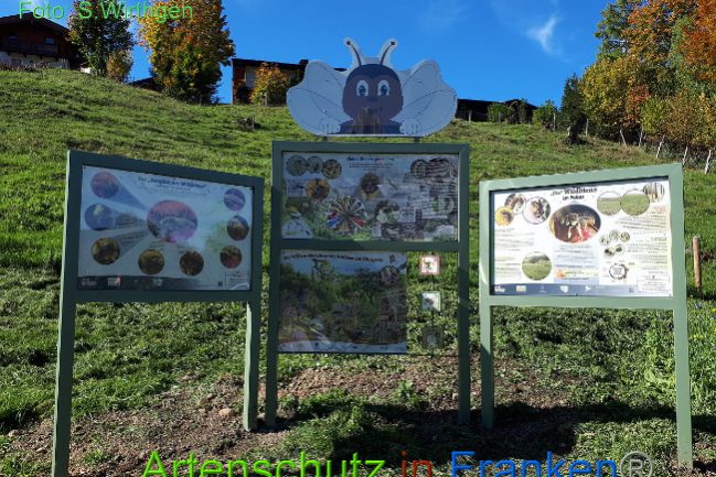 wildbienenwiese2