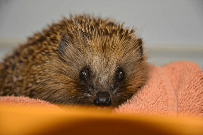 Igelstation Kirchwald – Genesener Igel