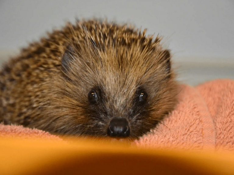 Igelstation Kirchwald – Genesener Igel