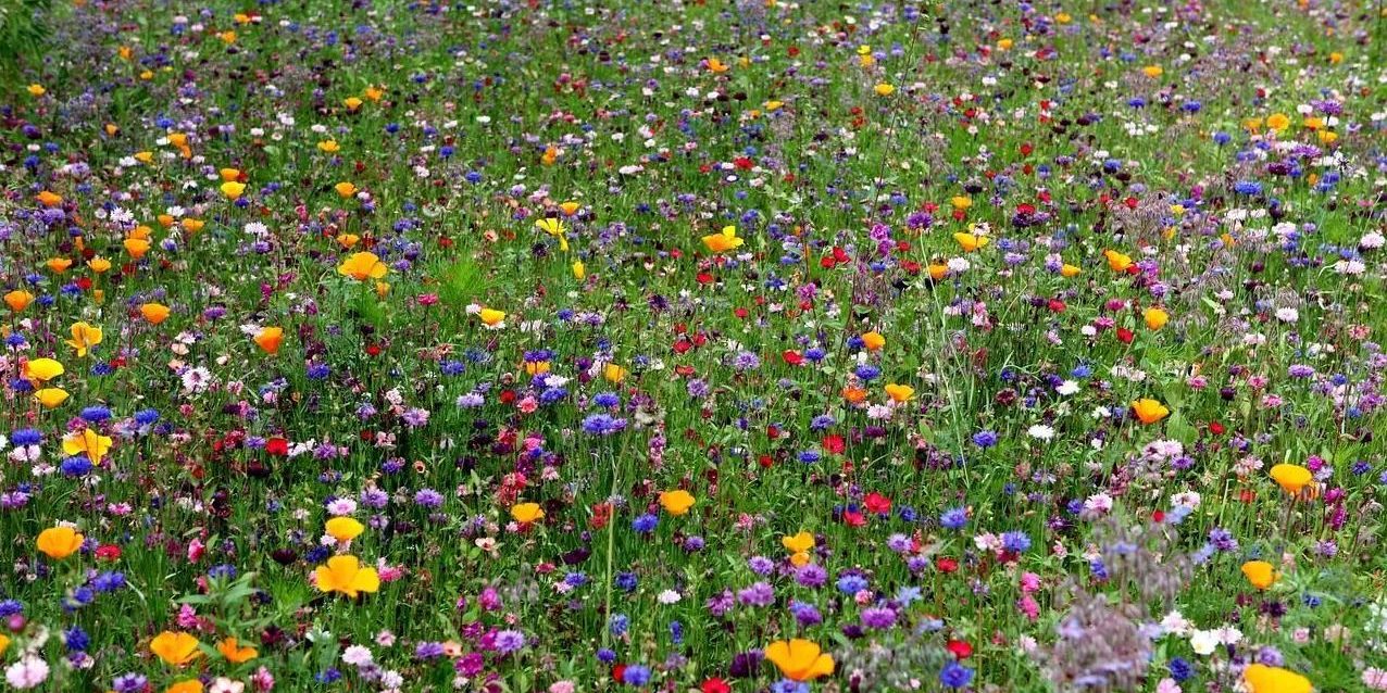 Bunte Blumenwiese
