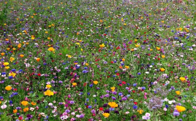 Bunte Blumenwiese