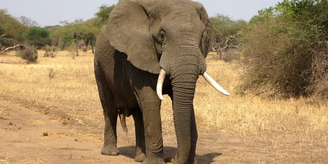 Elefant_ajoheyho_pixabay