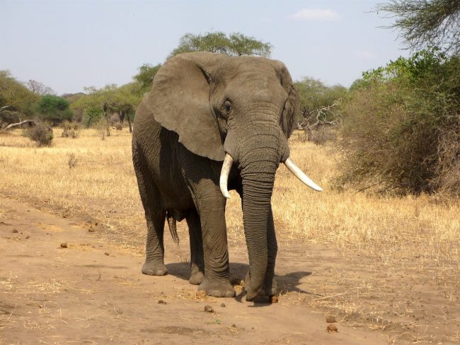 Elefant_ajoheyho_pixabay