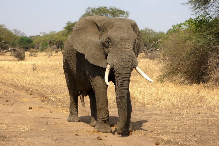 Elefant_ajoheyho_pixabay