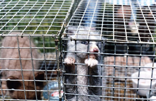 Pelztiere-in-Kaefigen_PETA