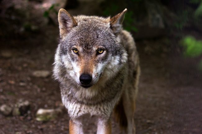 wolf2_raincarnation40-pixabay