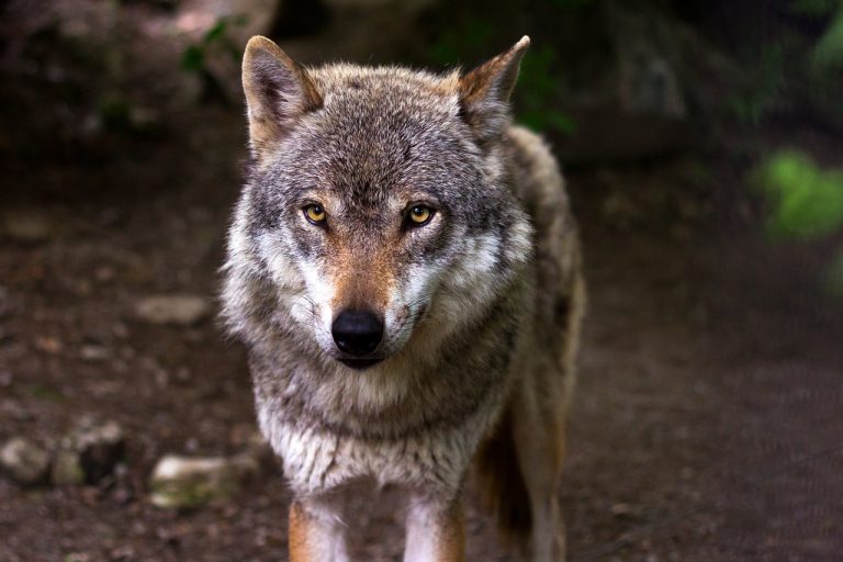 wolf2_raincarnation40-pixabay