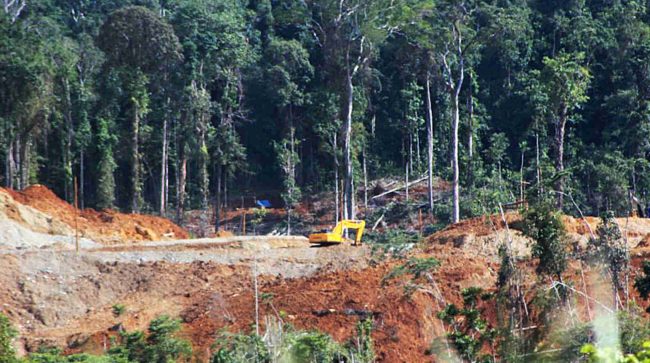 Abholzung Regenwald – Rettet den Regenwald e.V.