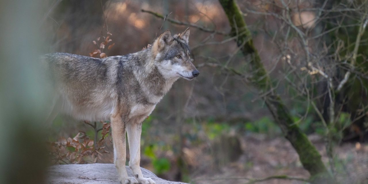 Wolf_Fasanerie17_Manfred-Sattler