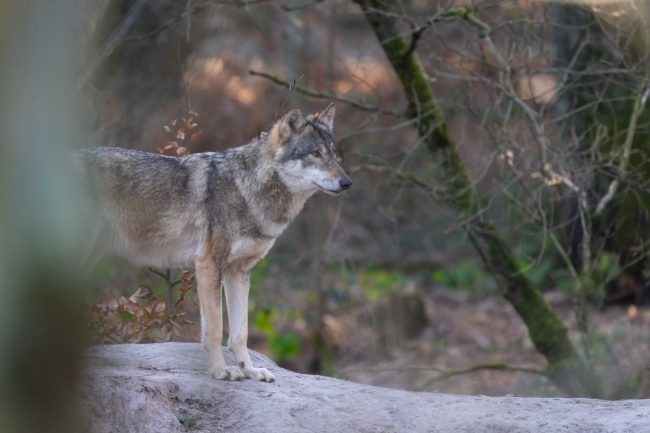 Wolf_Fasanerie17_Manfred-Sattler