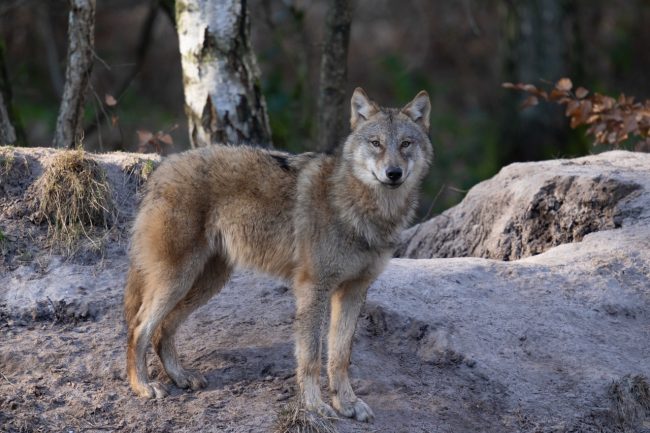 Wolf_Fasanerie3_Manfred-Sattler