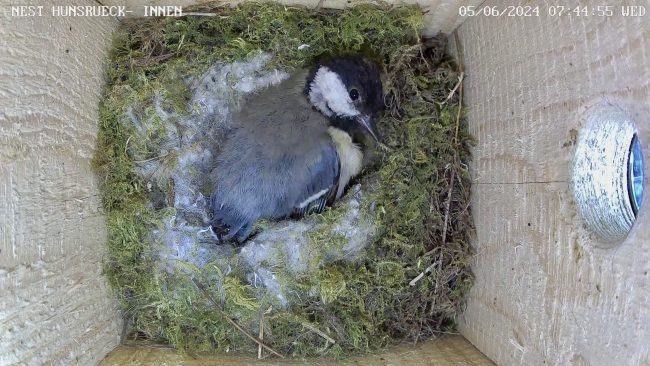 Weibchen bereitet sich auf Brut vor