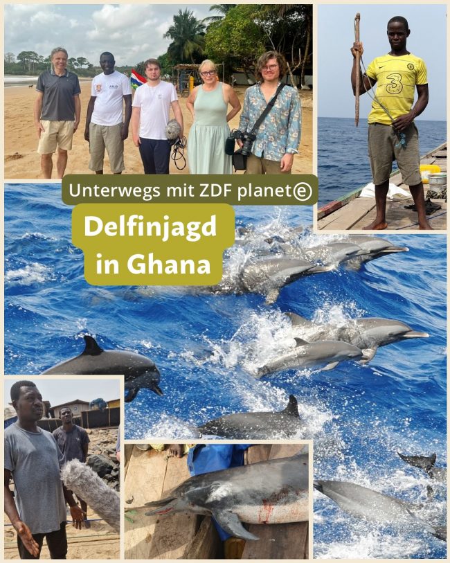 Delfinjagd Ghana