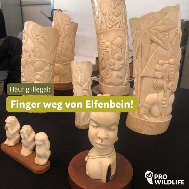 Elfenbein