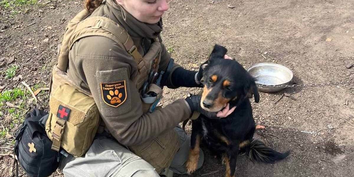 Hund Kriegsgebiet Ukraine